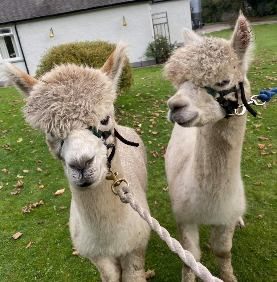 Claireville Alpaca Farm image