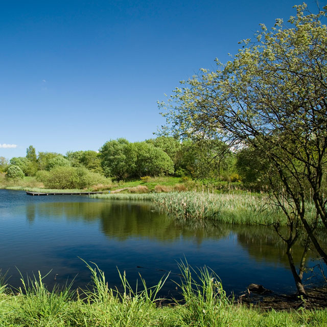 Image for Dalbeath Marsh