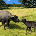 Welcome to our Home - The Buffalo Farm