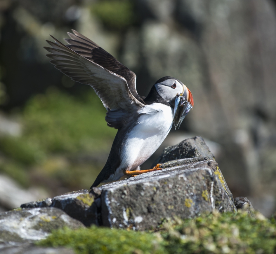 Puffins