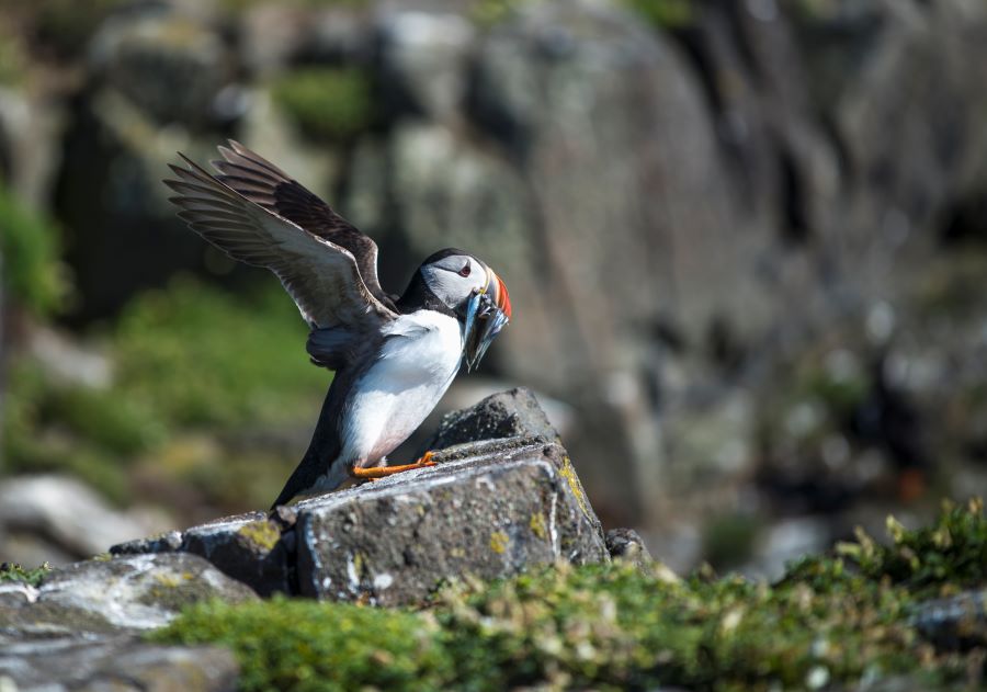 puffin