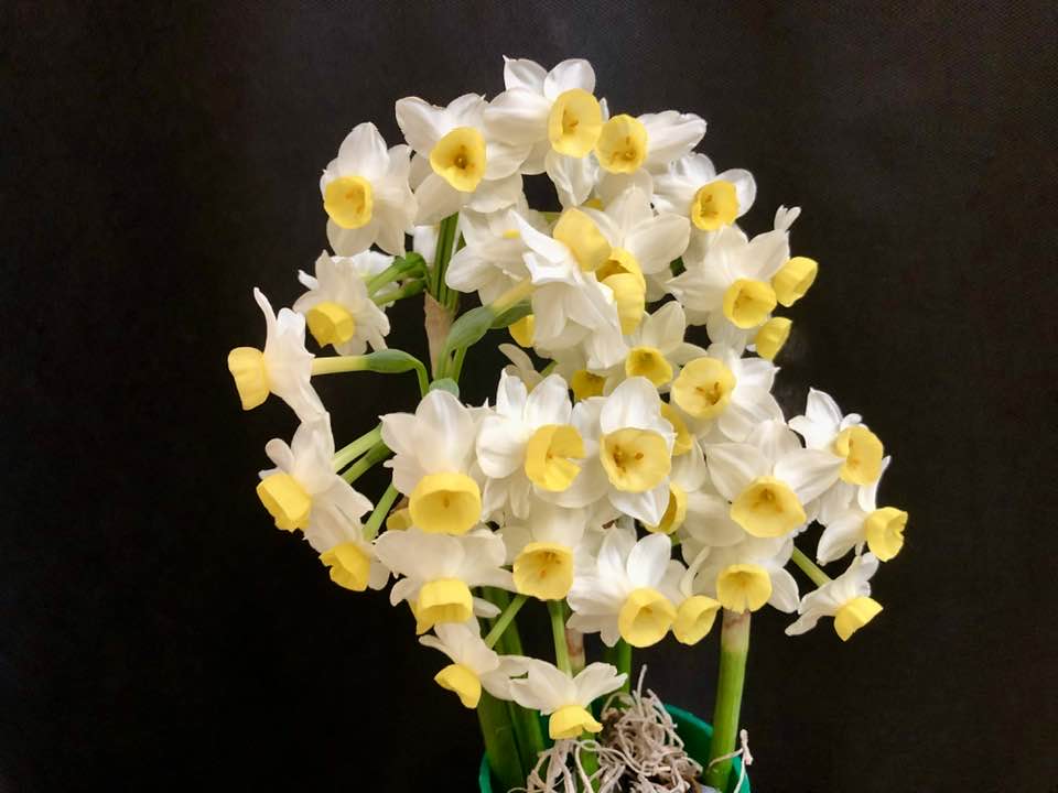 to Fife Scotland's Daffodil Festival