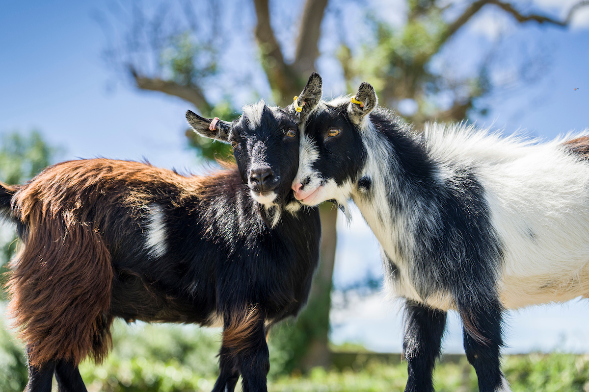 Balgownie Mains Farm Tours 