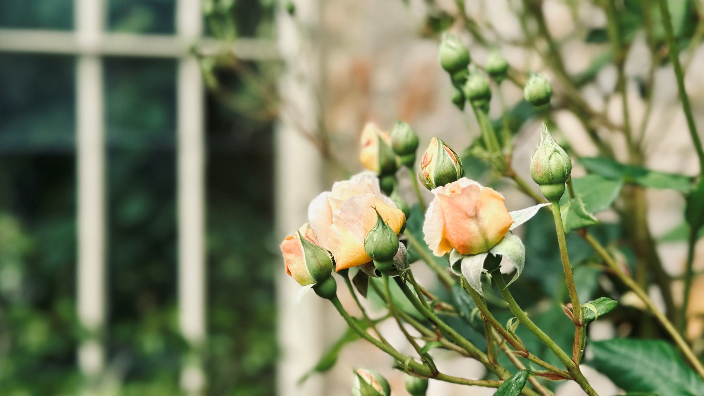 Balgove Larder: Garden Shed Floral Workshops & Garden Tour