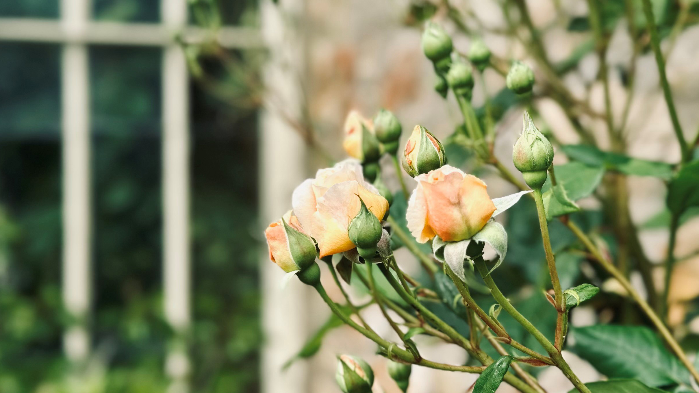 Balgove Larder: Garden Shed Floral Workshops & Garden Tour