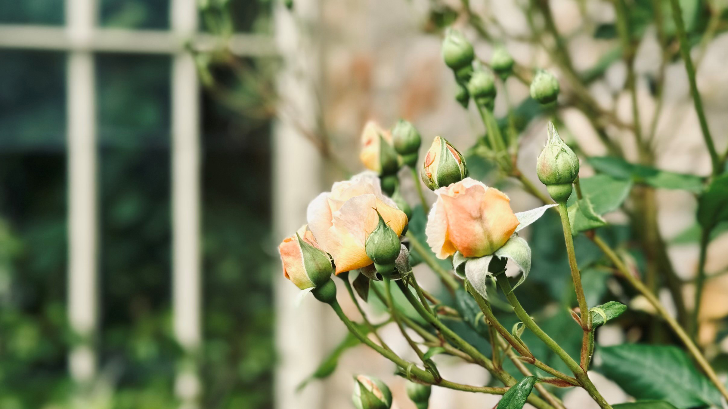 Balgove Larder: Garden Shed Floral Workshops & Garden Tour