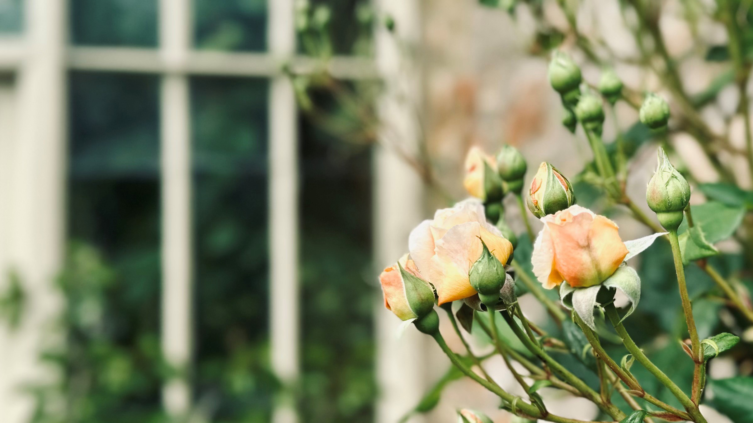 Balgove Larder: Garden Shed Floral Workshops & Garden Tour