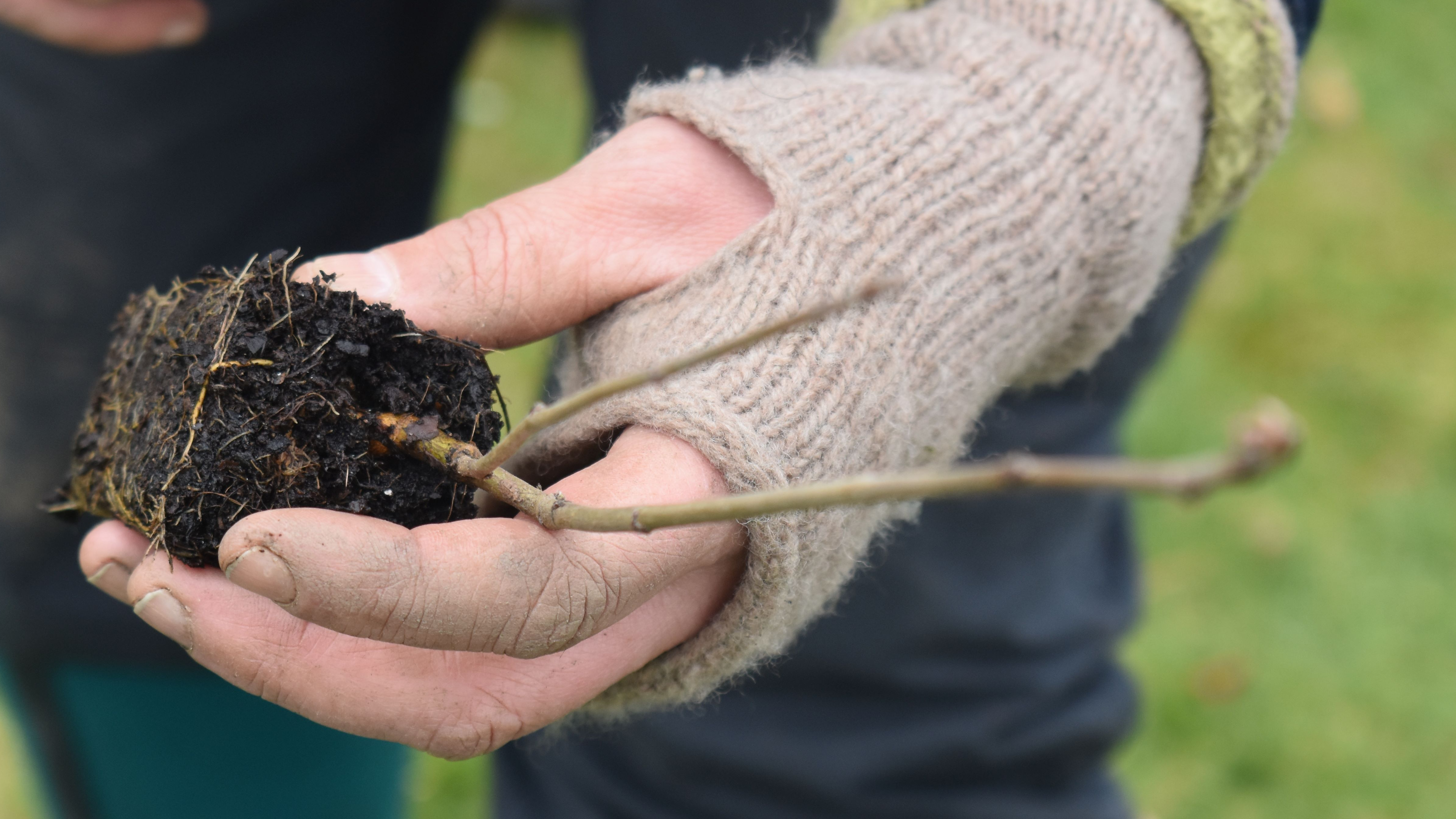 Forest Gardening Workshop in Rosyth