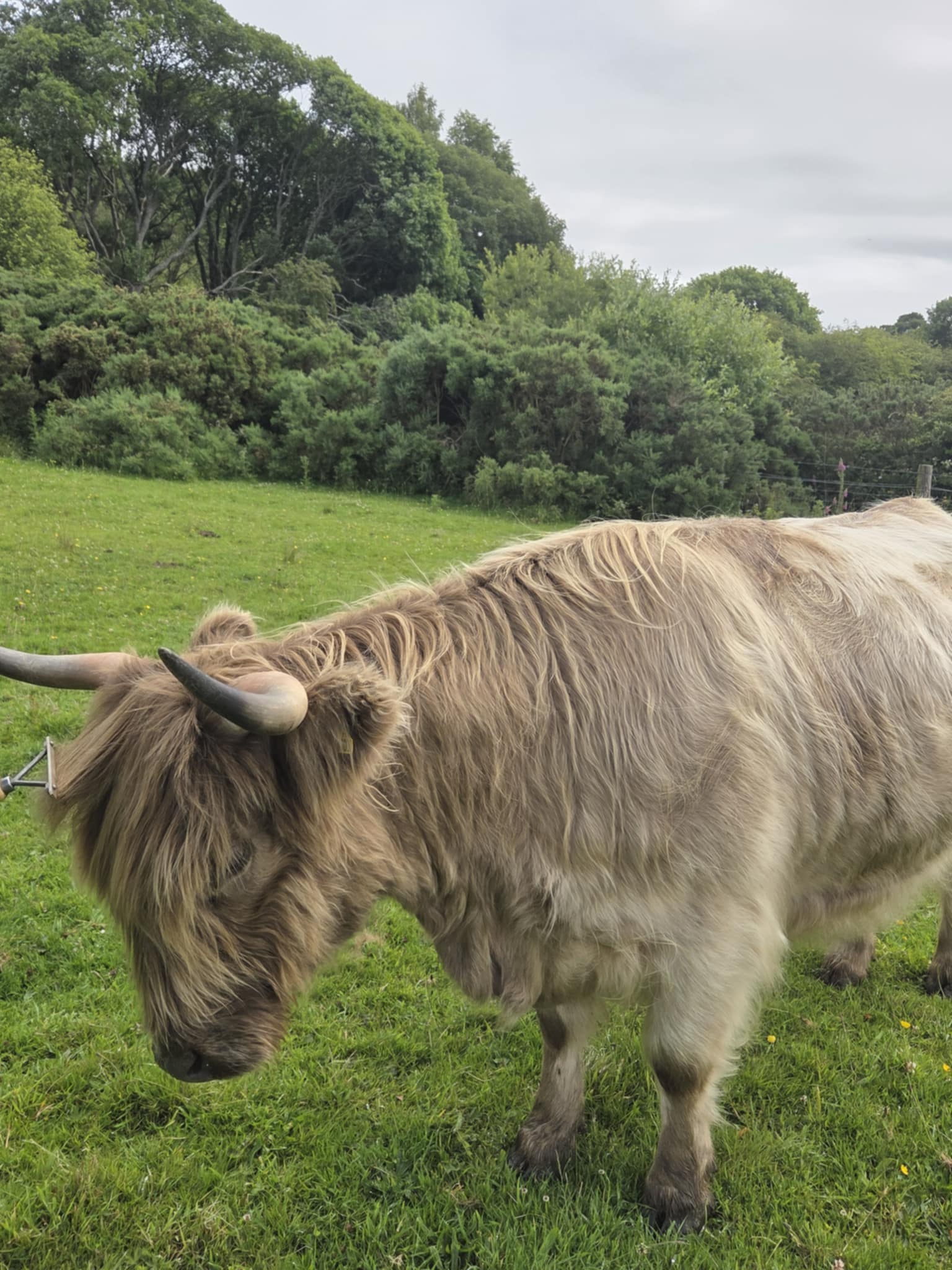 Kelty Highland Cows