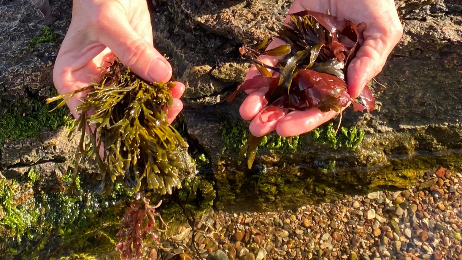 Fife Seaweed Fest