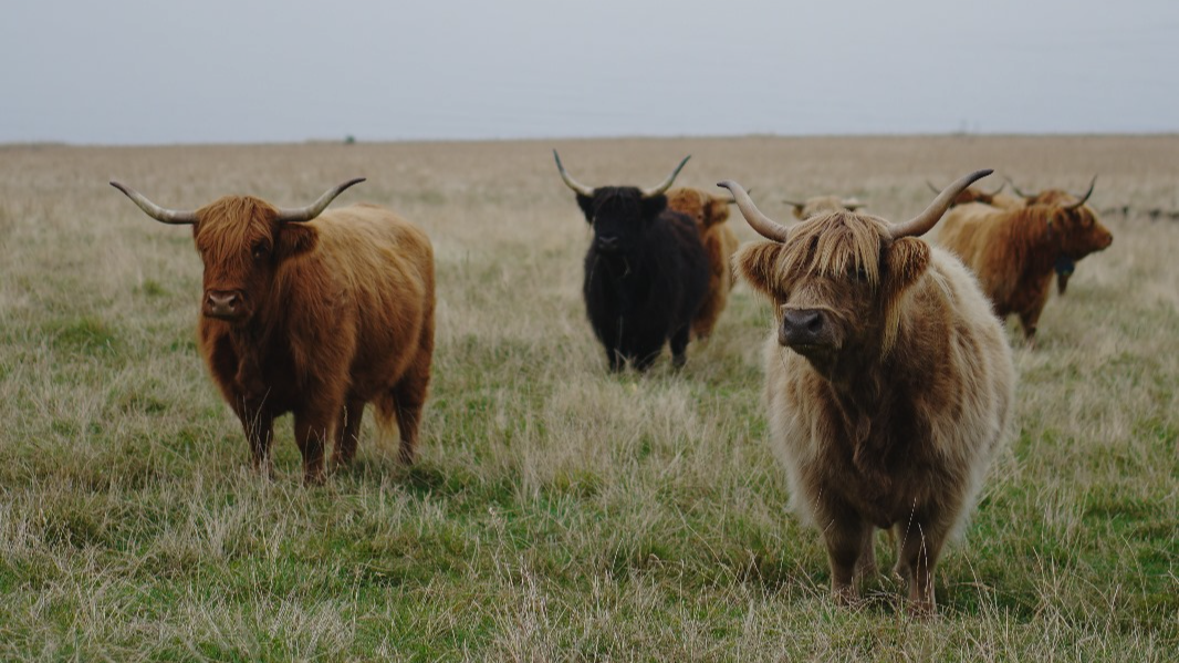 Highland Cow Experience