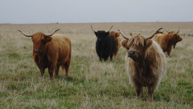 Highland Cow Experience