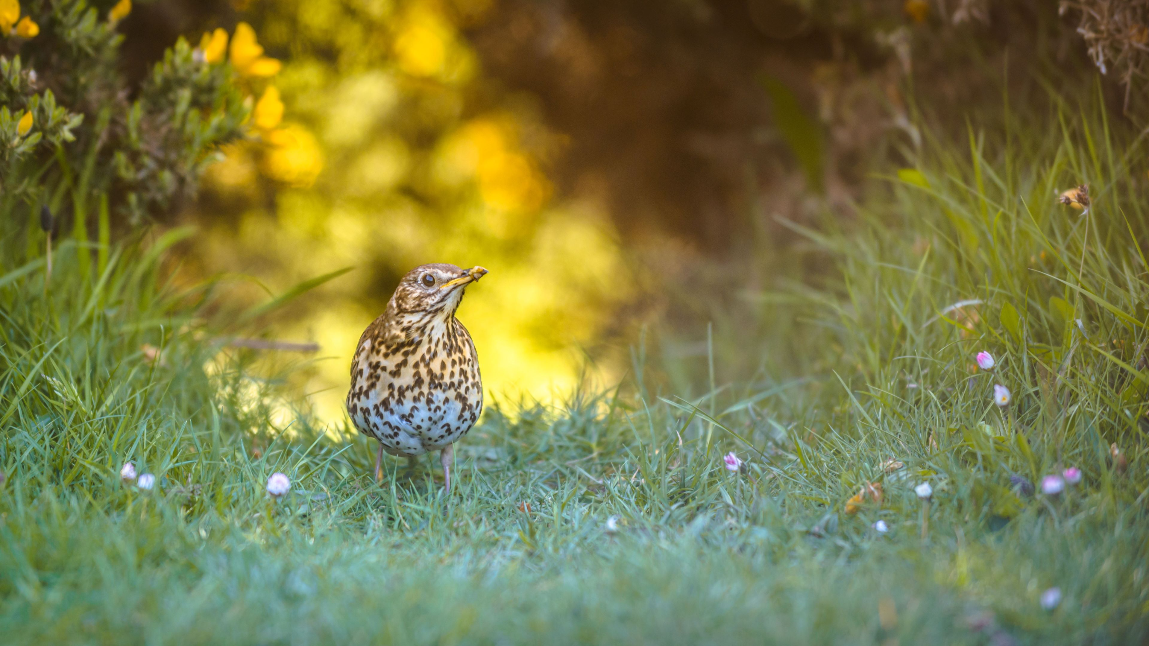 Summer Wildlife Walk in Rosyth