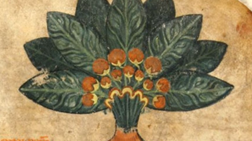 Anster Nicht: More Than Leeches? Weird and Wonderful New Discoveries in Medieval Medicine