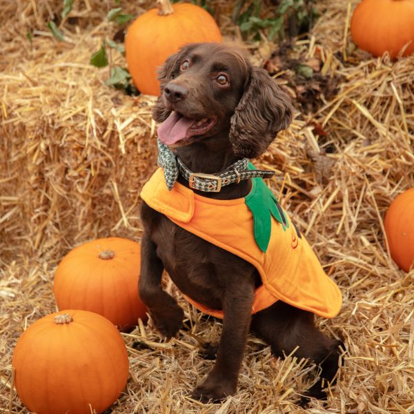 Pup-kin Patch at Dobbies Dunfermline