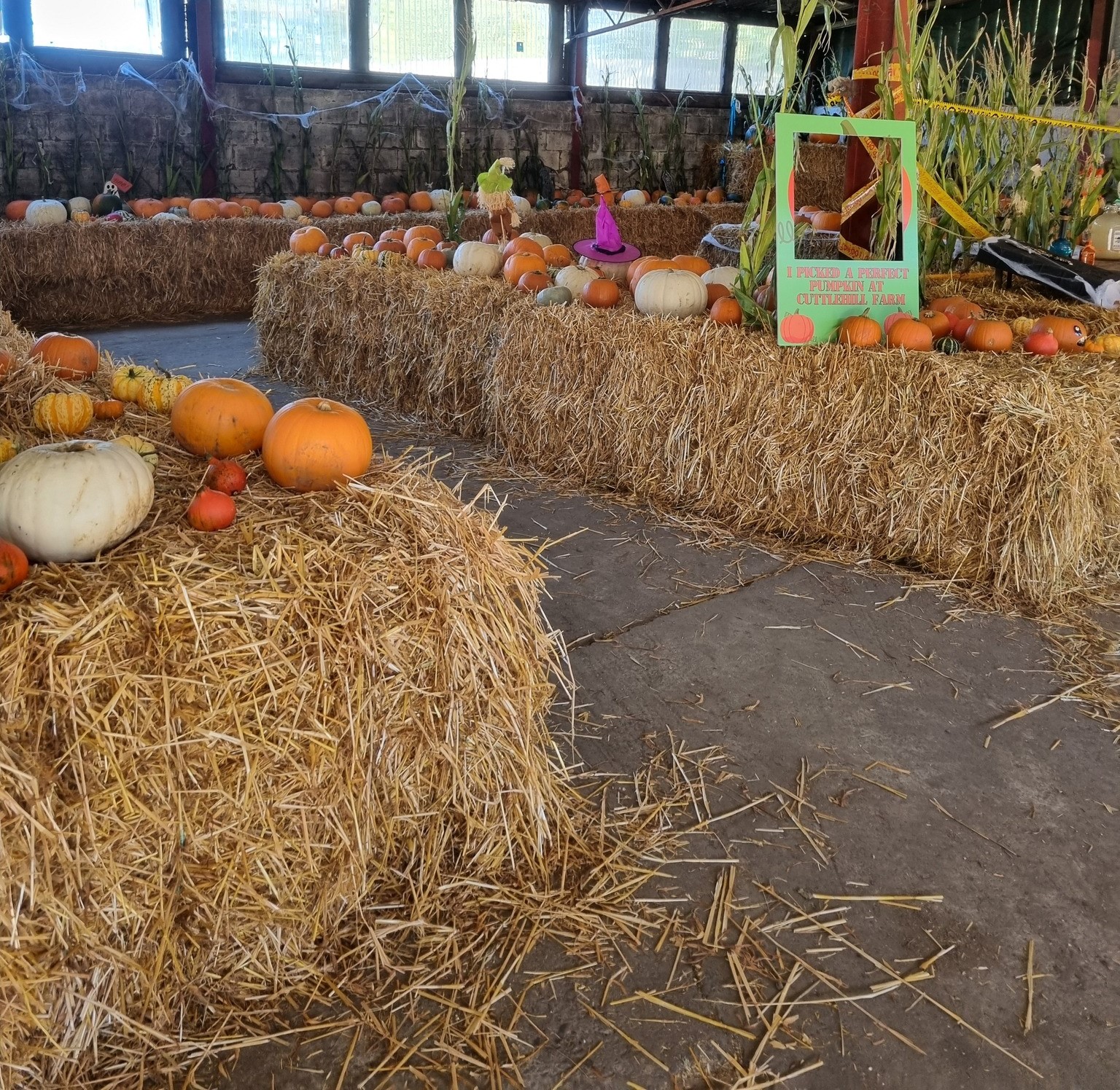 Cuttlehill Pumpkin Patch