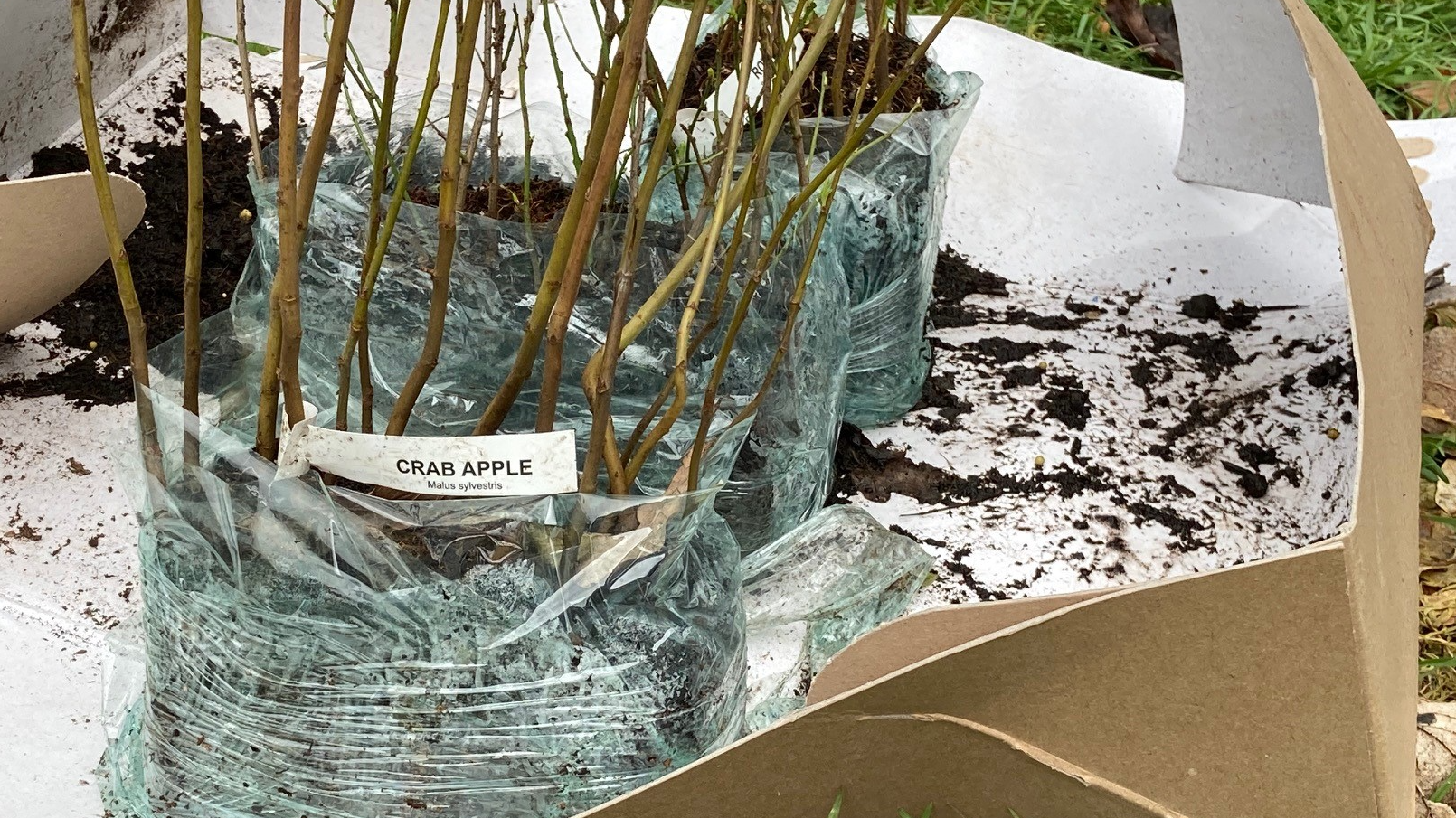 Community Tree Planting in Dunfermline