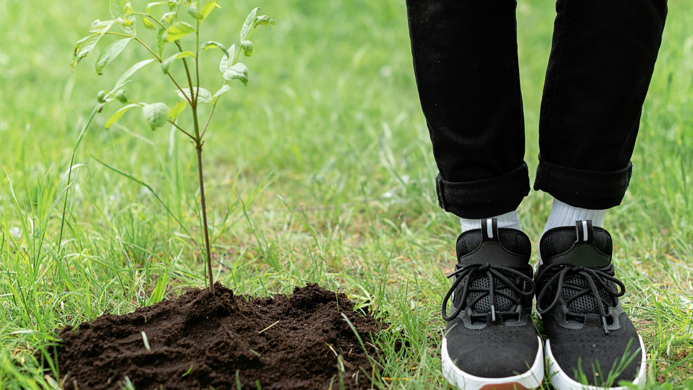 Community Tree Planting in Rosyth