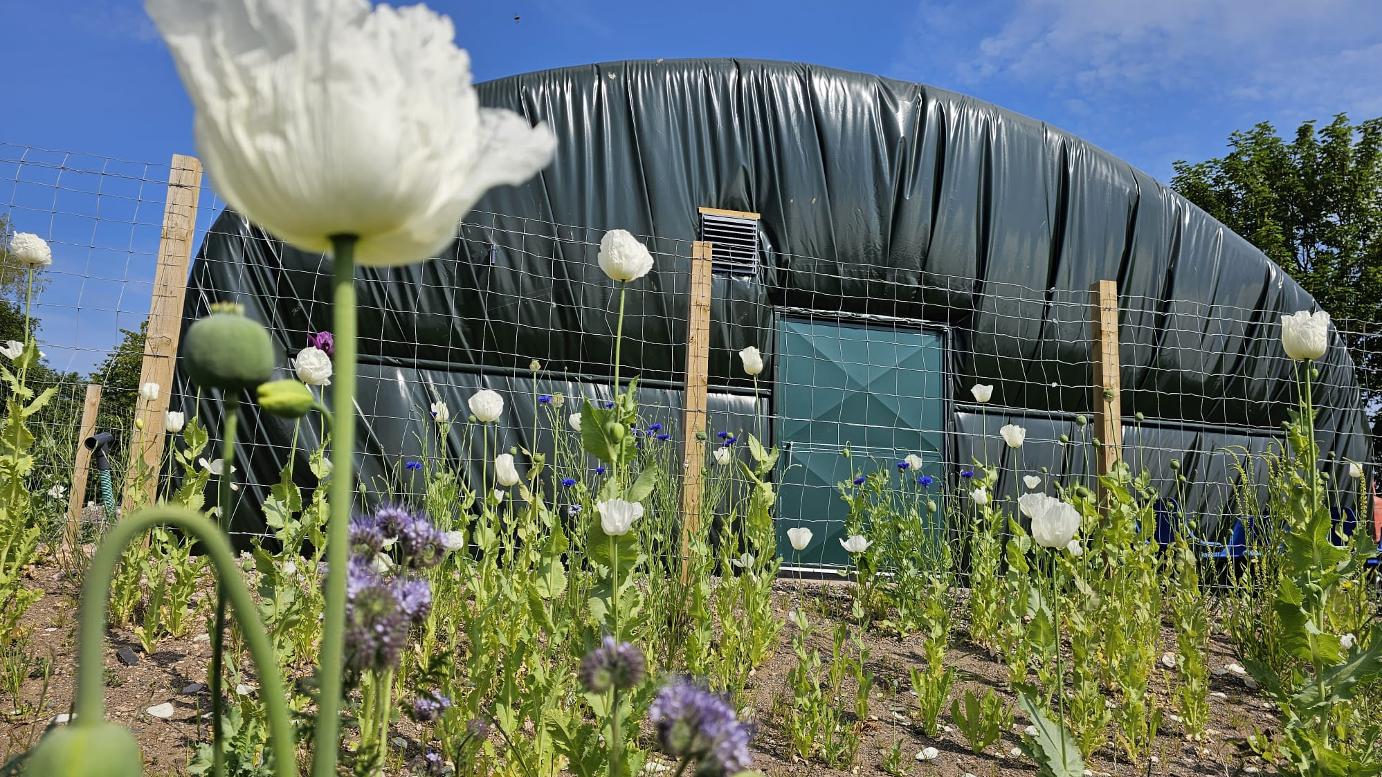 Image for Eden Valley Prawns