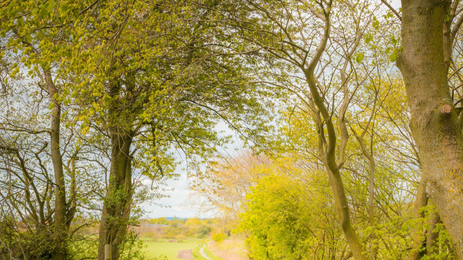 Community Tree Planting in Kirkcaldy