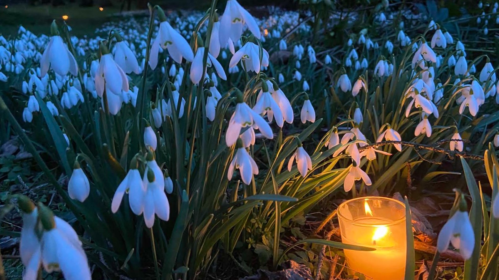 Snowdrops by Candlelight at Teasses Estate