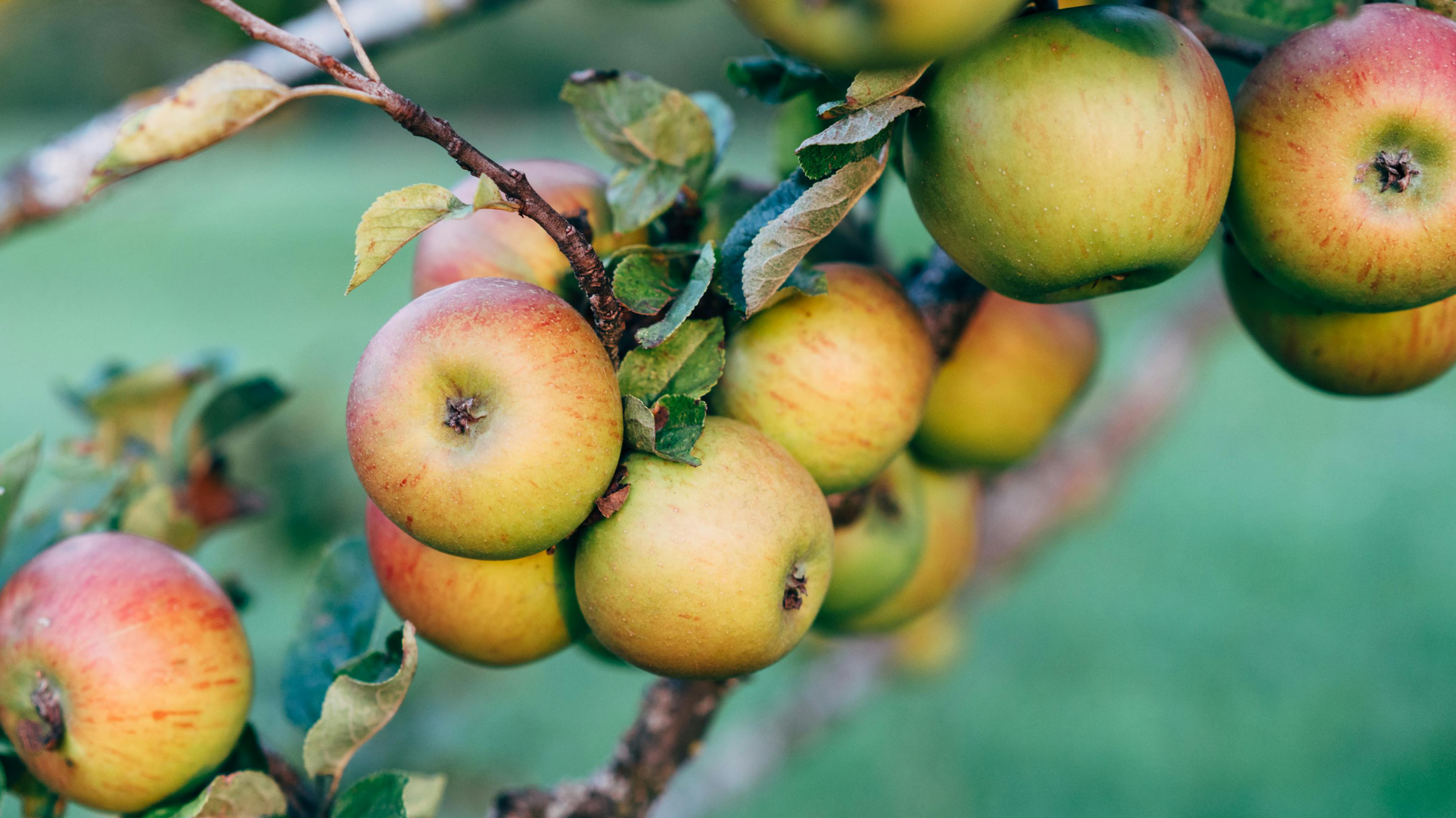 Community Orchard Planting in North Queensferry