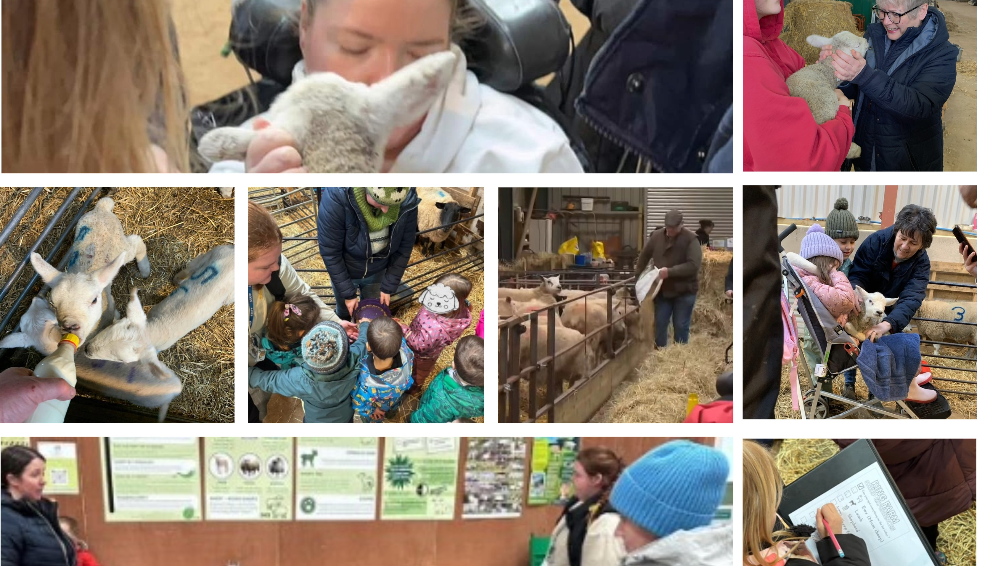 Ring Farm Lambing Experience