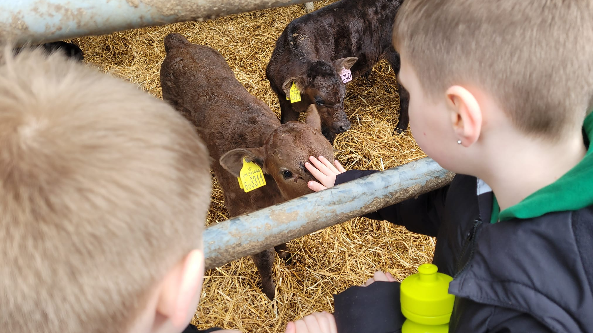Calving Tours at Teasses Estate