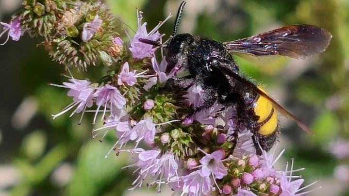 Bioblitz - St Andrews Botanic Garden