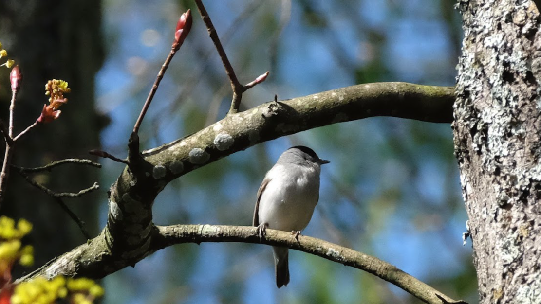 Signs of Spring at Falkland Estate