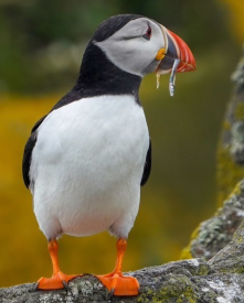 A Puffin on the Isle of May