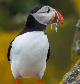 A Puffin on the Isle of May