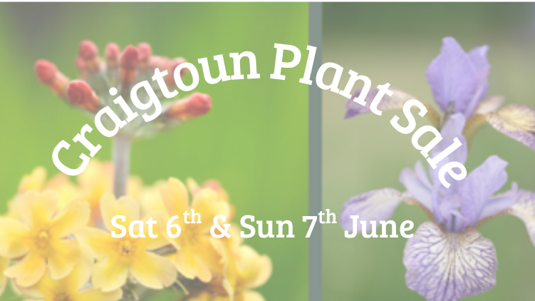 Craigtoun Plant Sale