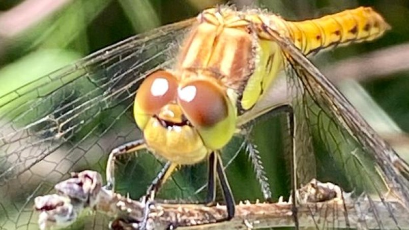 Birnie and Gaddon Lochs Car Park