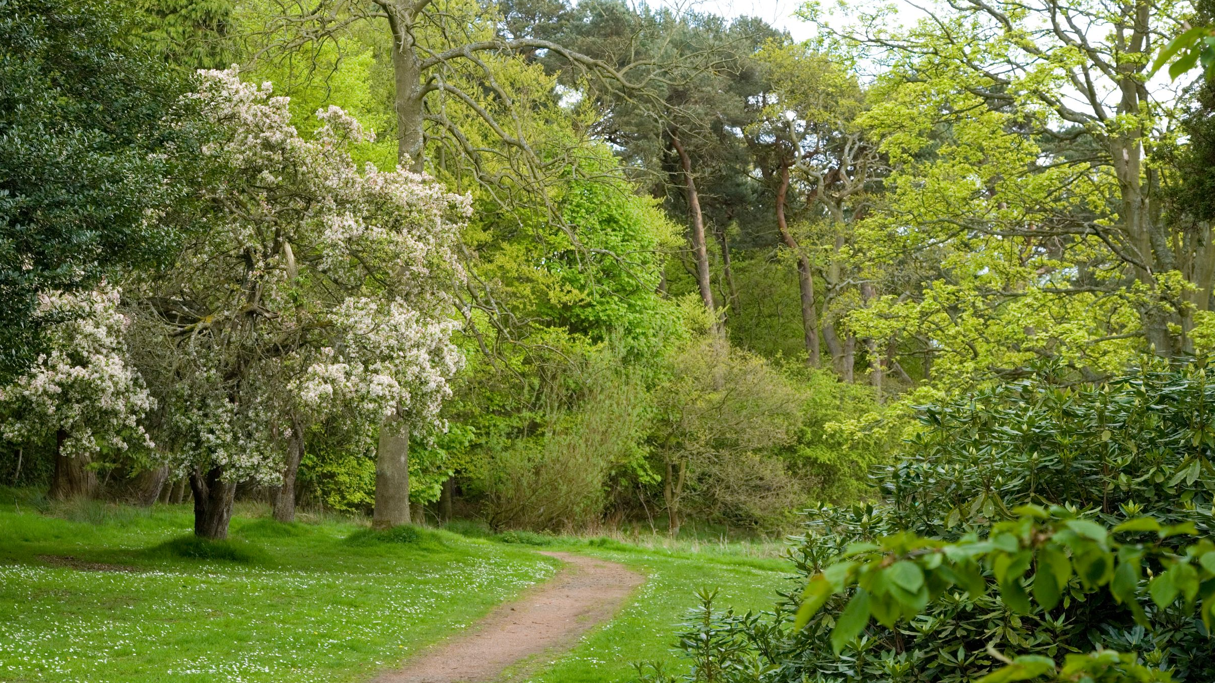 Fife Trees Count: Join the Survey in Rosyth