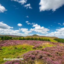 Heather blooming on the Lomond Hills
