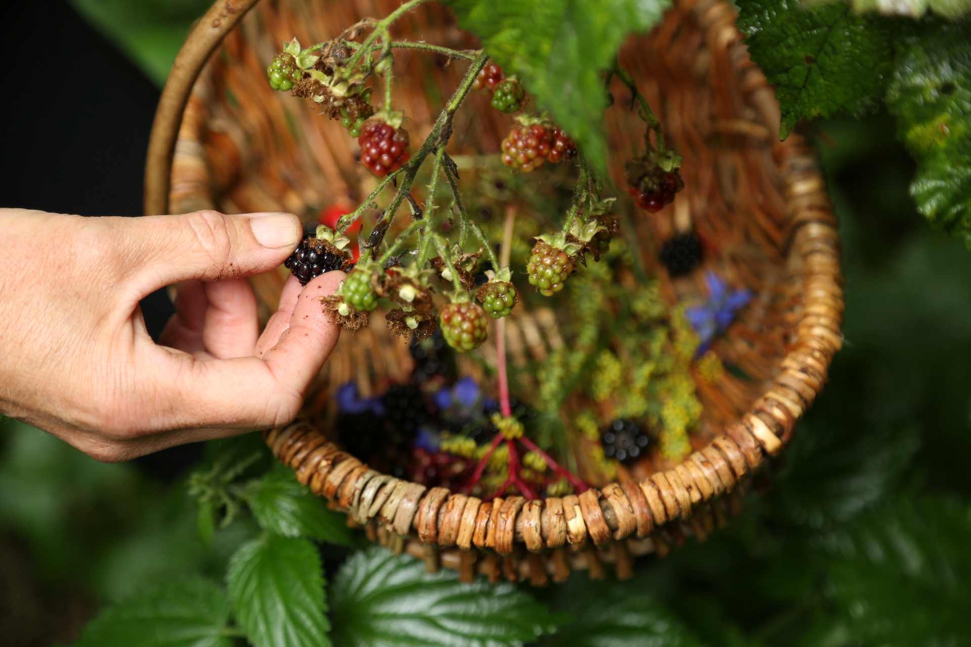 foraging