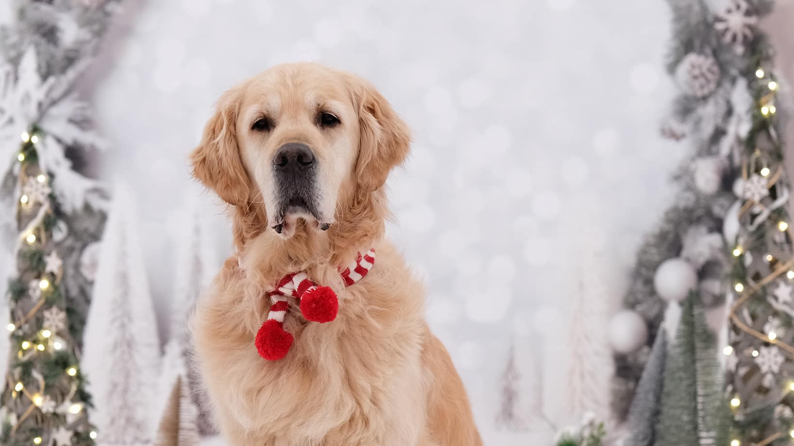 Santa Paws at Craigtoun