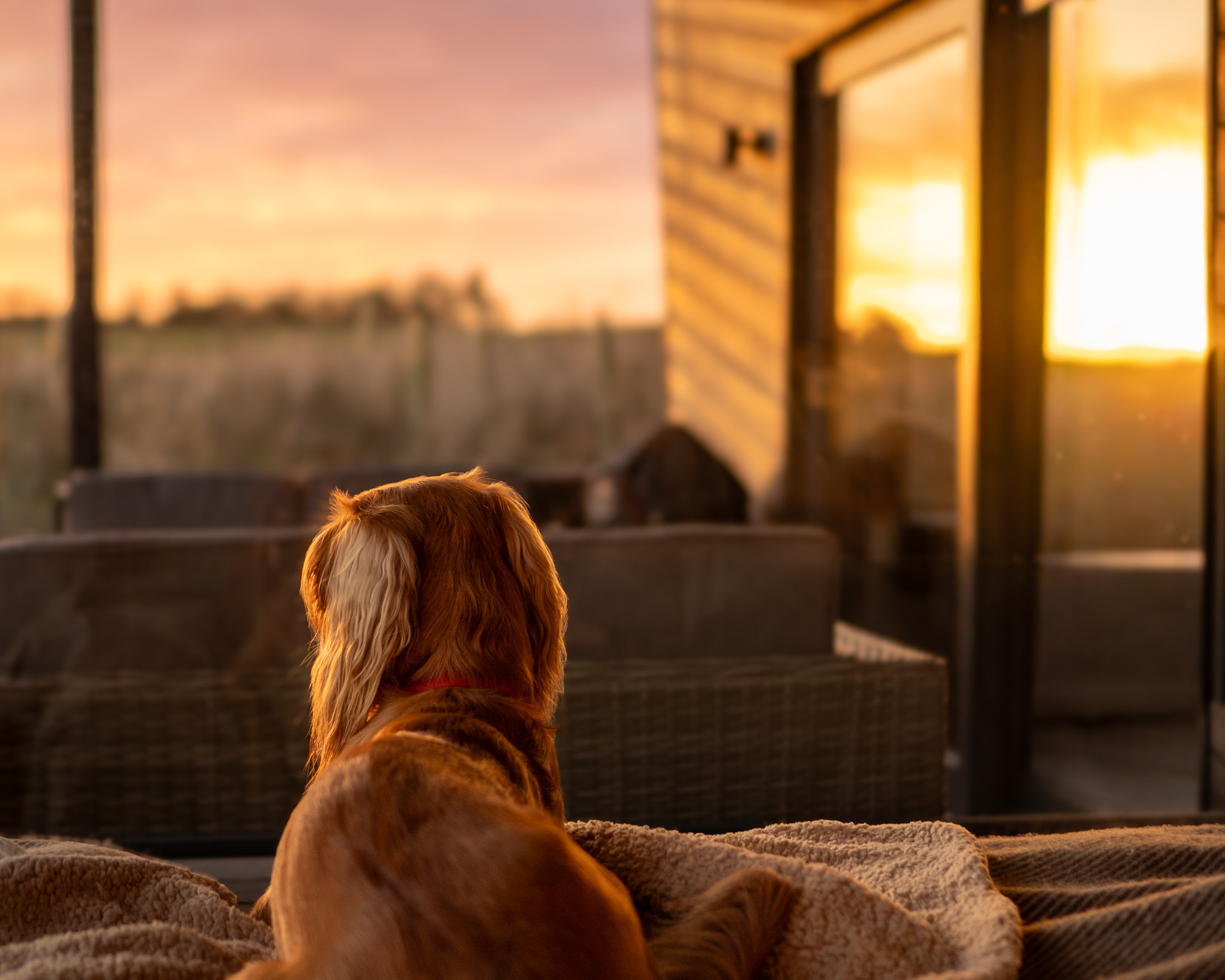 off grid travel dog