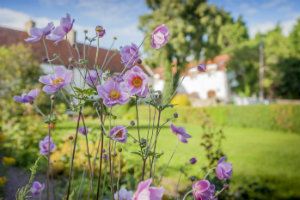 Afternoon in Culross