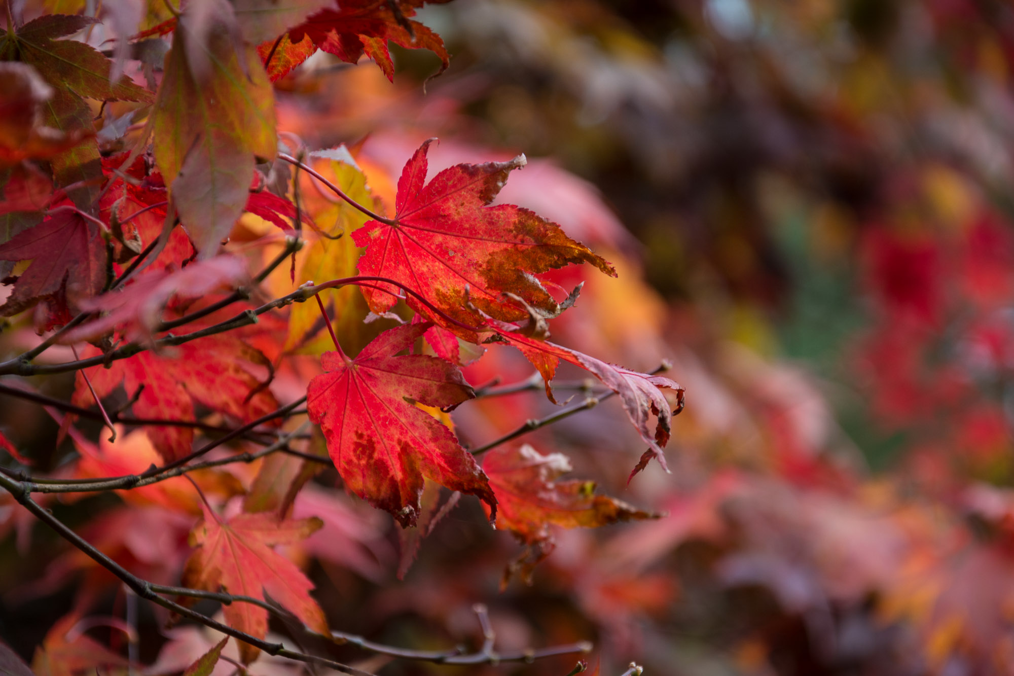Fife Five Autumn Instagram Locations