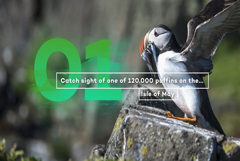 Catch sight of one of 120,000 puffins