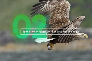 Spot Britain's largest bird of prey