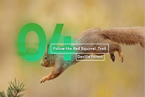 Follow the red squirrel trail