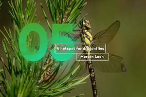 A hotspot for dragonflies