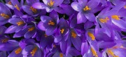 5 Spring Walks to enjoy in Fife